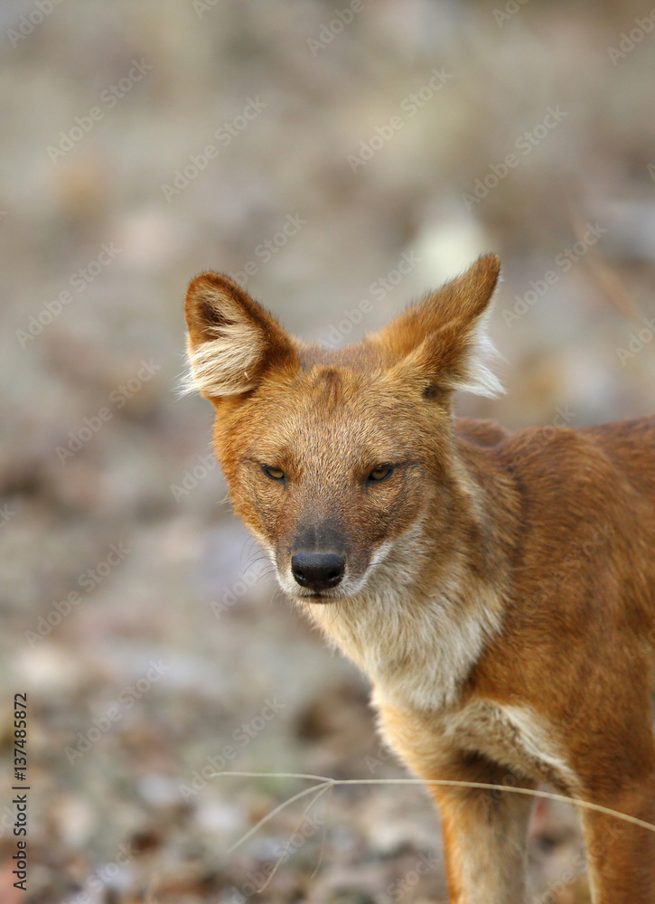 Asiatic wild dog Asiatic wild dog