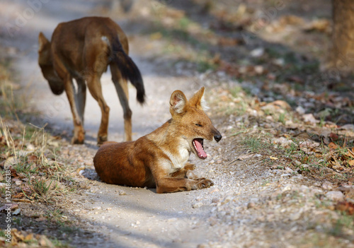 Asiatic wild dog at Pench Tiger  reserve