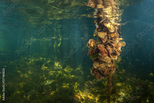 Large group of oysters clinging to mangrove roots, Isle of Youth, Cuba, South America 