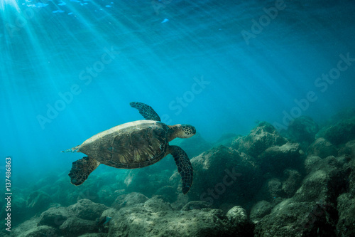 Sea turtle swimming in sea , Oahu, Hawaii