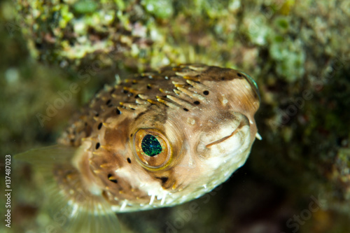 Close-up of porcupine pufferfish peering through rock underwater photo