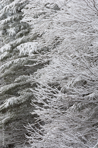 Photography Snow-laden branches make a wintery backdrop
