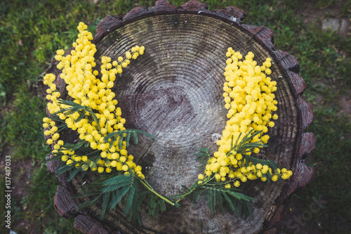 Foto Mimose poggiate su un tronco di un albero
