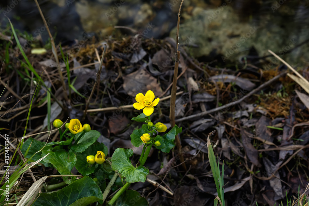 Blooming spring flower marsh marigold grows in the spring forest.