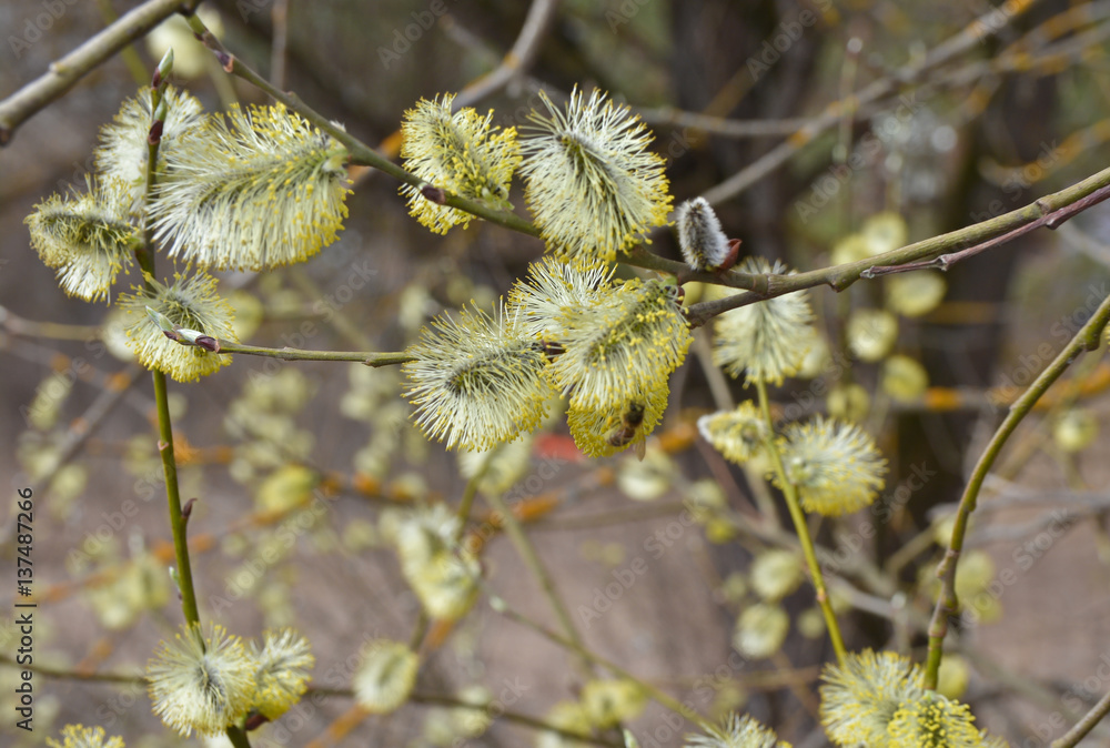 Spring, flowering willow.
