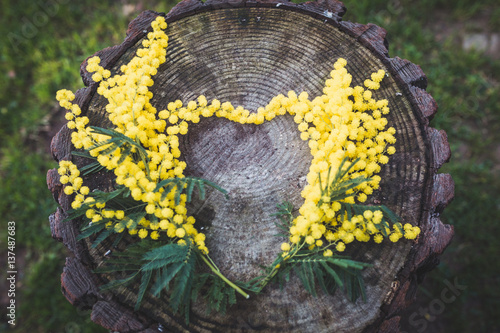 Foto Mimose disposte a forma di cuore su un tronco nel bosco