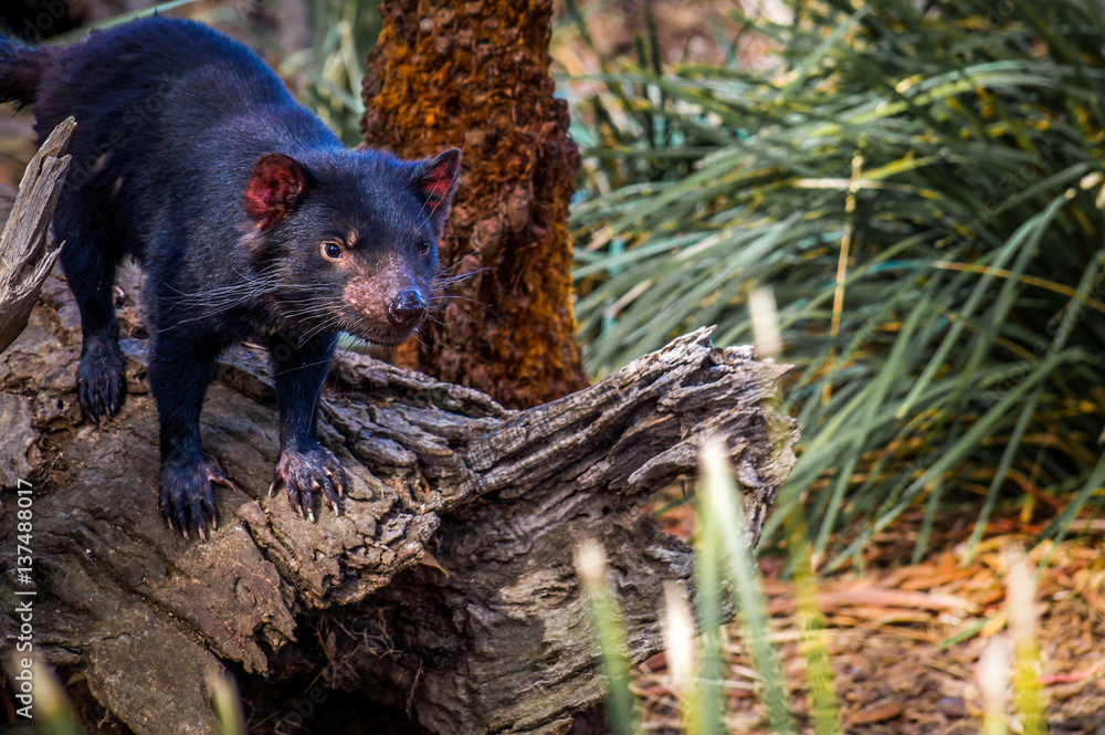 Tasmanian Devil, a rare predator living only in Tasmania, Australia Stock Photo | Adobe Stock Tasmanian Devil, a rare predator living only in Tasmania, Australia Stock Photo | Adobe Stock