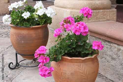 Fototapeta Naklejka Na Ścianę i Meble -  Pots of Colorful Geraniums on a Patio