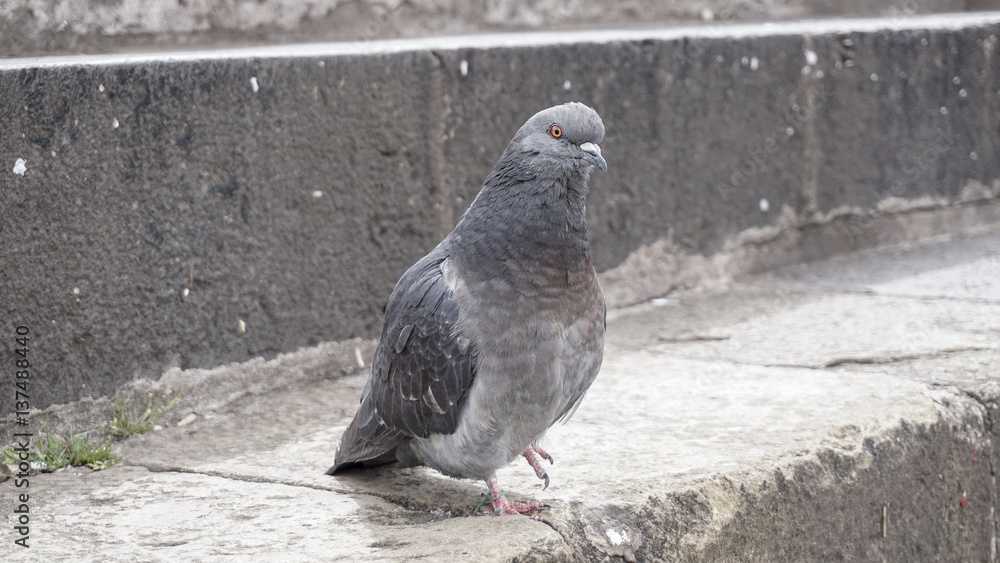 Fototapeta premium Pigeon grey. Beautiful pigeon close up. City birds. Pigeons of the Church. The bird view.