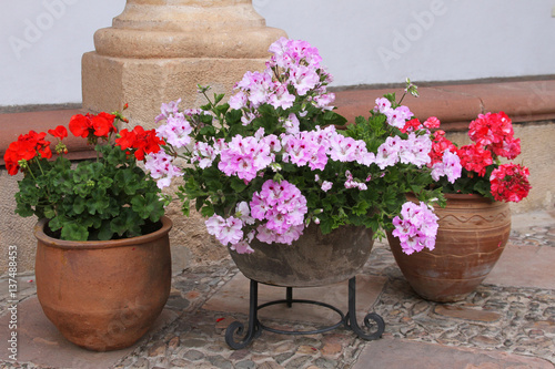Fototapeta Naklejka Na Ścianę i Meble -  Pots of Pink and Red Geraniums
