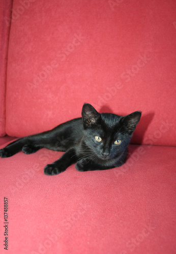 Schwarze Katze © Viktoria