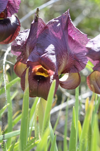 Fototapeta Naklejka Na Ścianę i Meble -  Iris in the protected natural area in the city of Netanya