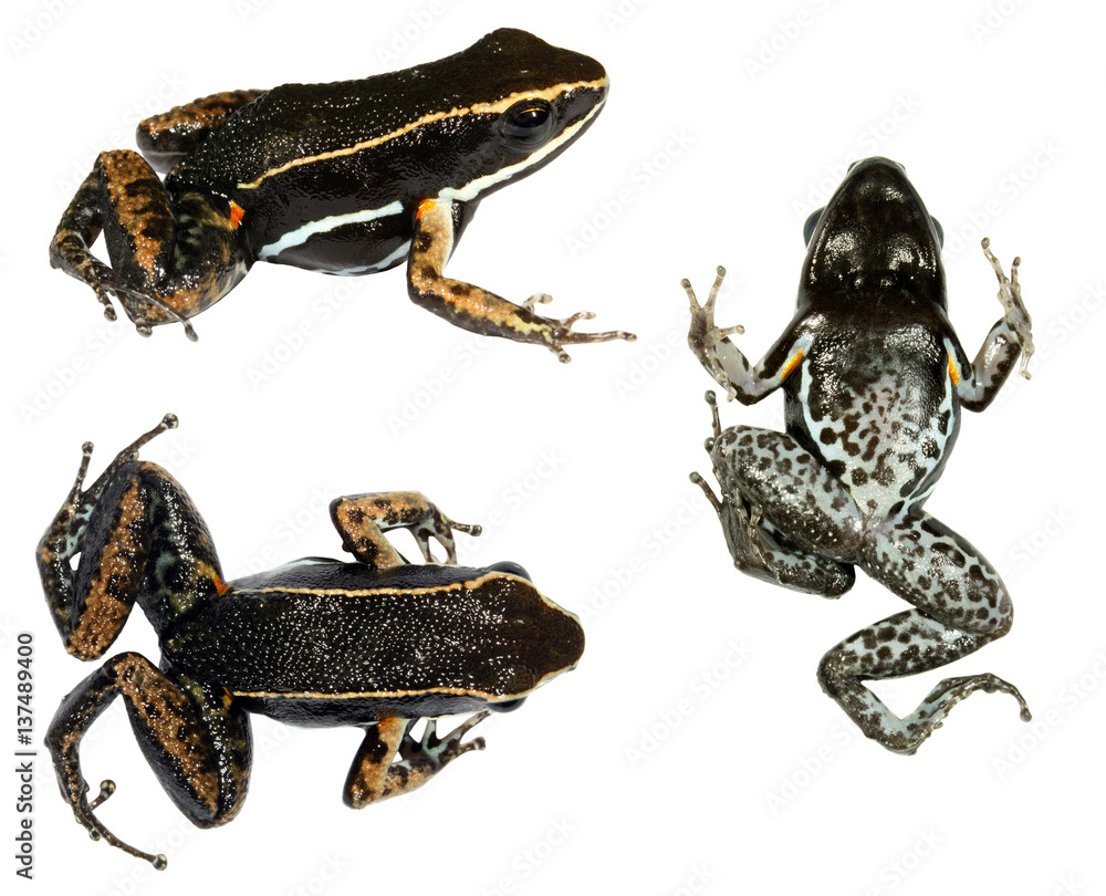 Obraz premium Brilliant-thighed Poison Frog (Allocates femoralis) in three poses. From Ecuador.