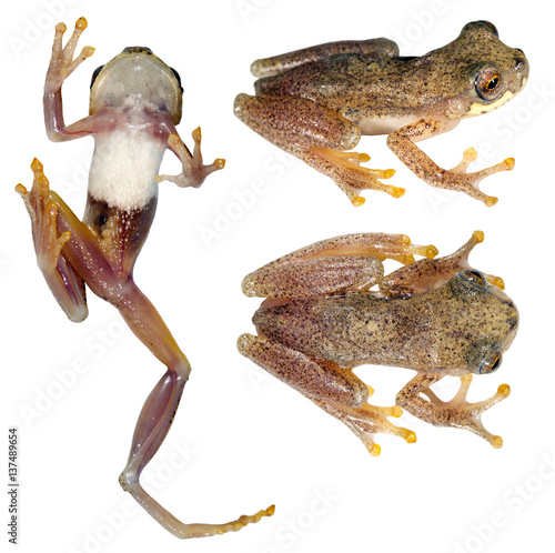 Rivero's Tree Frog (Dendropsophus riveroi) from Ecuador photo