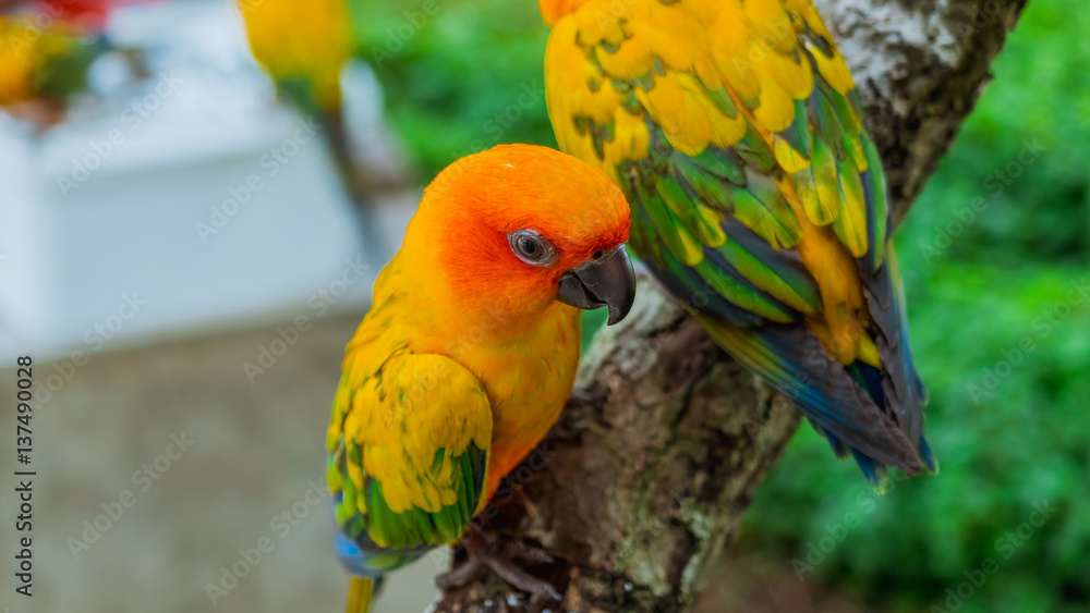Obraz premium Parrot on tree branches.