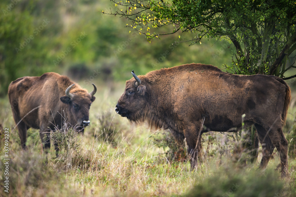 Bison bonasus - European bison - Milovice, Czech republic Bison bonasus - European bison - Milovice, Czech republic