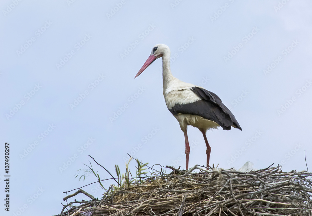 Fototapeta premium Stork 3