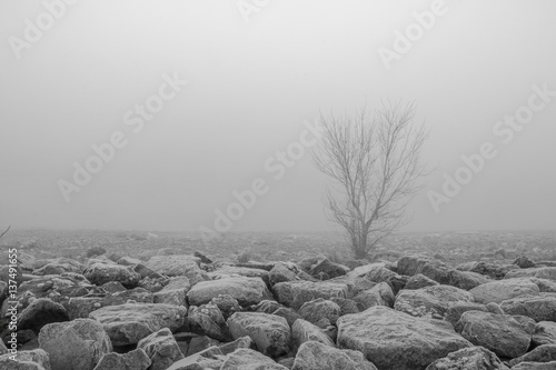 Nebel am Rhein