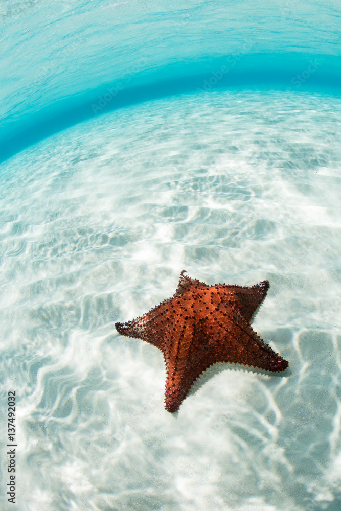 West Indian Sea Star in Caribbean Sea