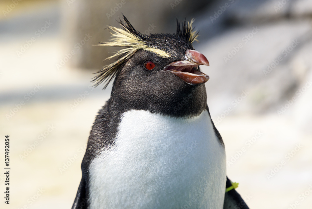 Obraz premium イワトビペンギン