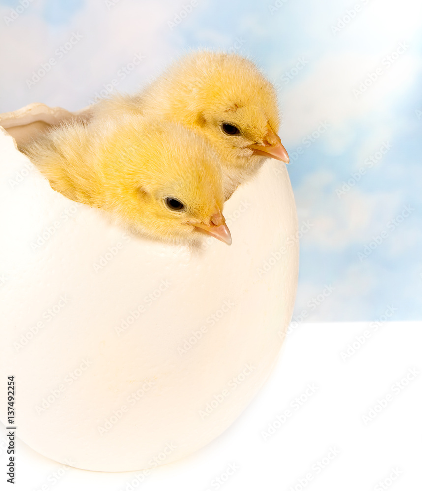 Twin chicks in big egg