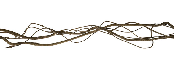 Twisted wild liana jungle vine isolated on white background, clipping path included
