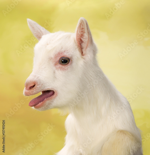 Bleating baby goat