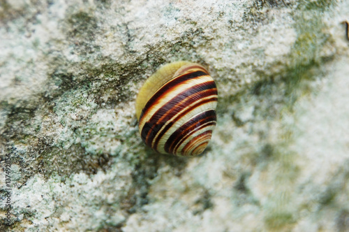 Garden snail (Helix aspersa)