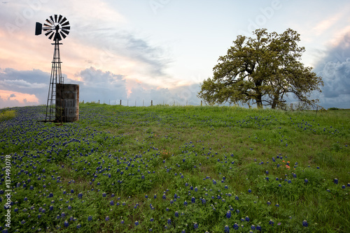 West Texas field o Bluebonnets in sunset with old windmill