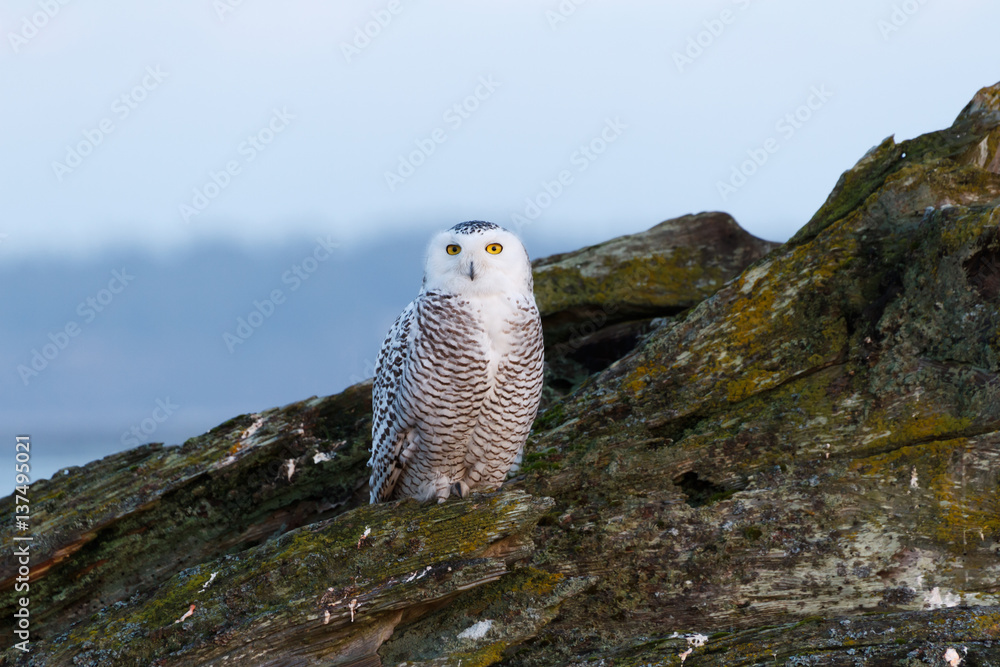 Snowy Owl Snowy Owl