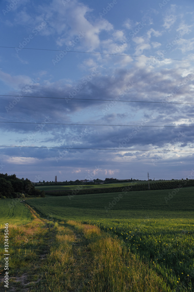 Obraz premium Fantastic sunset over the field of wheat