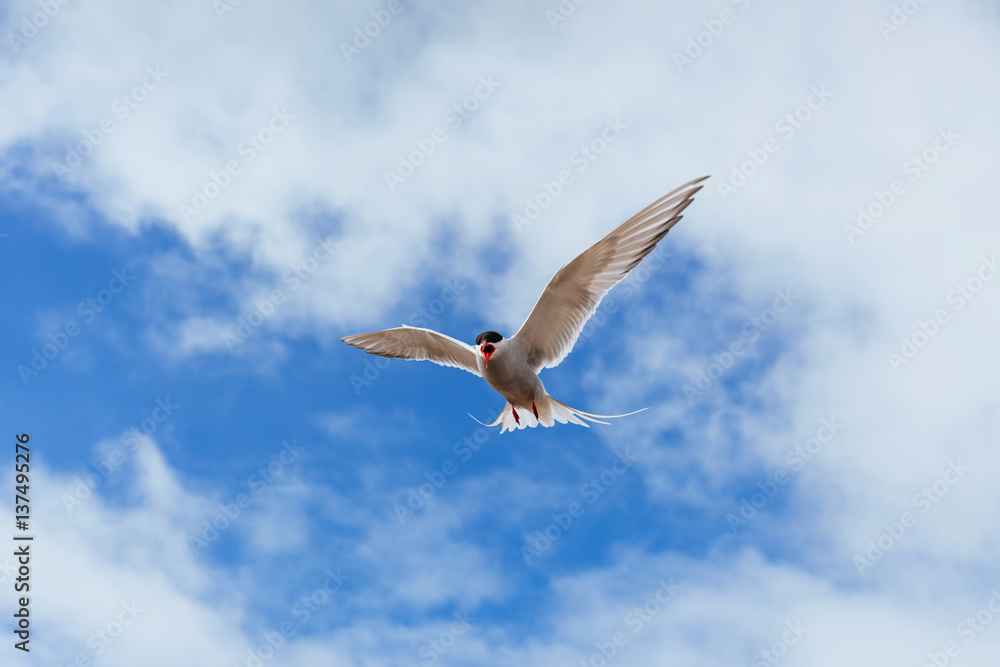 Obraz premium Arctic tern on white background - blue clouds. Iceland