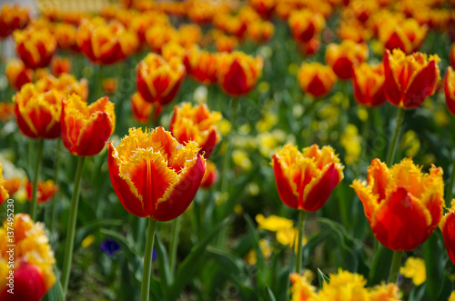 outdoor  closeup  flora  blooming  vibrant  garden  floral  color  spring  colorful  cheshire  plant  petal  red  day  flower  field  yellow  tulip  bloom  nature  sun  season 