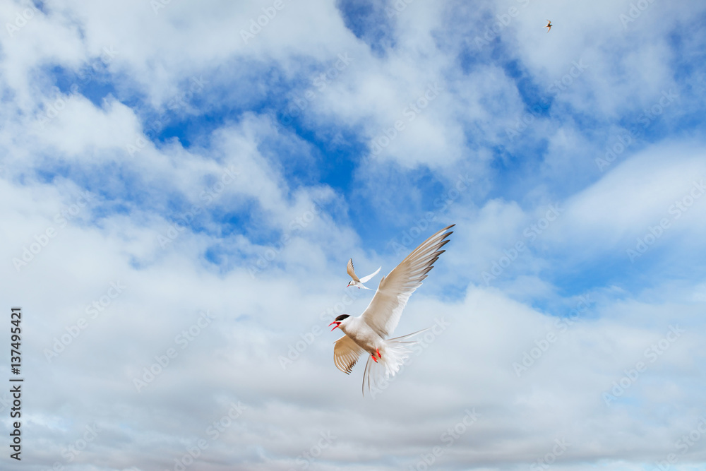Fototapeta premium Arctic tern on white background - blue clouds. Iceland