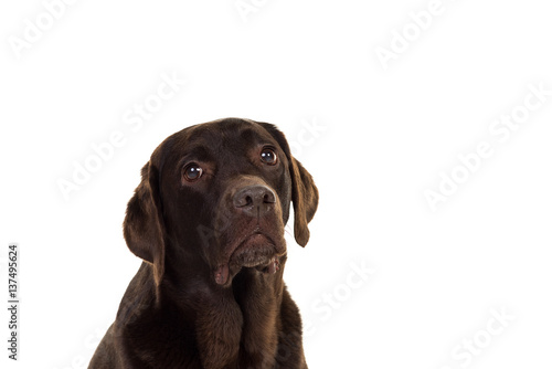 Chocolate brown female labrador  isolated in white © Leoniek