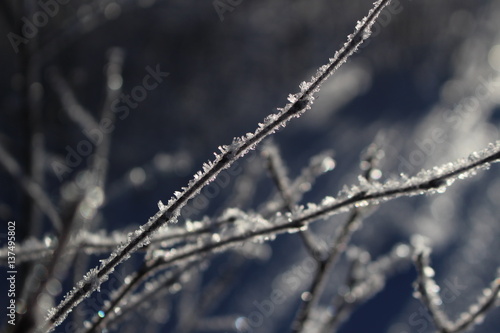 branch