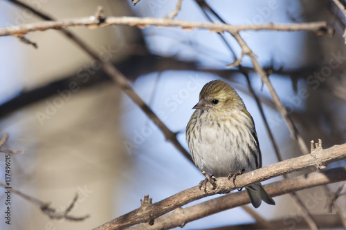 Eurasian siskin female, the beautiful yellow-black colorful bird, sitting on branch in winter landscape with blurred background, closeup. Bird in wildlife.