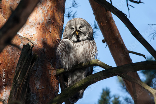 Great grey owl sitting on branch of pine tree and showing terrible and horrorful face. Bird in wildlife. photo