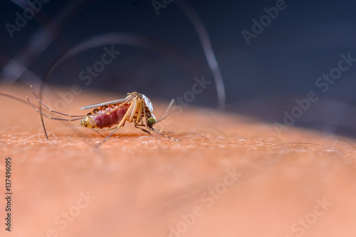 Mosquitoes sucking blood on the human skin. photo