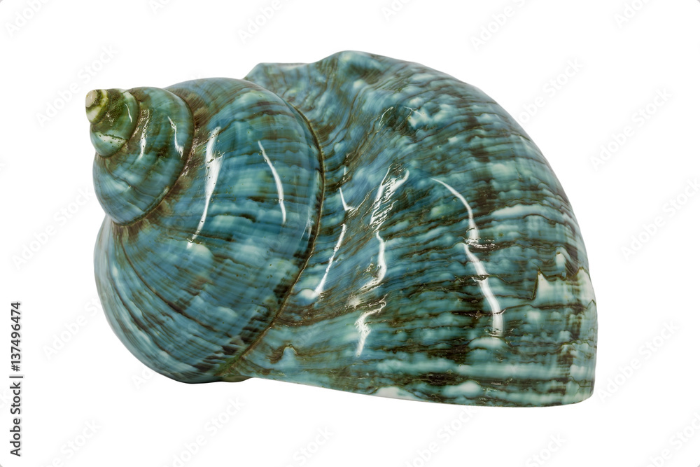 Turquoise seashell Turquoise seashell