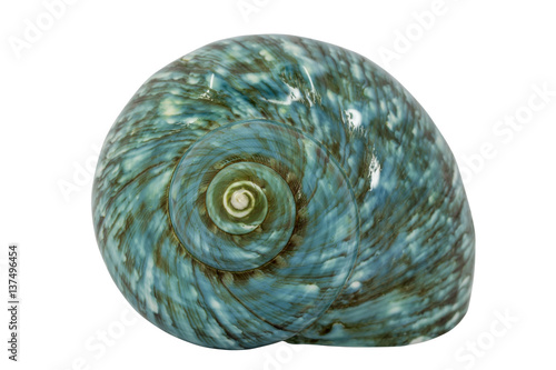Turquoise seashell