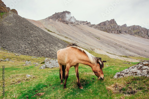 Charming Icelandic horses in a pasture with mountains