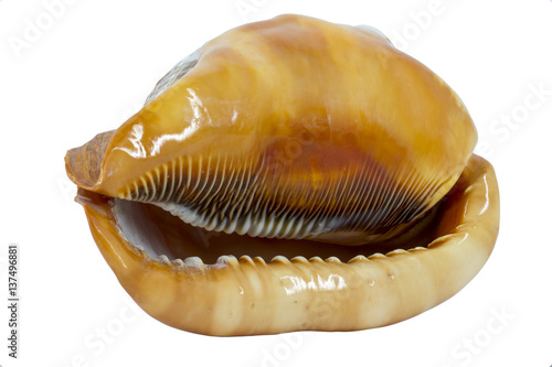 Shell (Cypraecassis Rufa) - Bull Mouth Helmet - marine gastropod