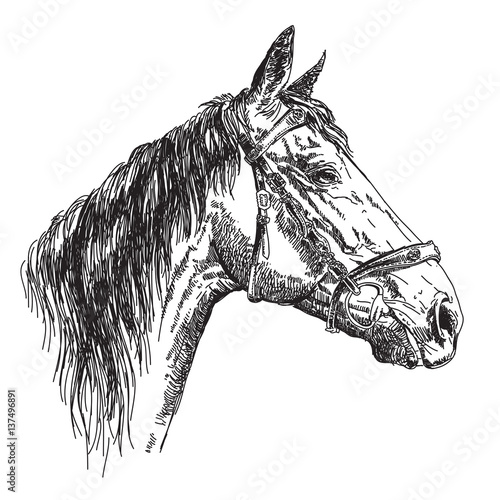 Horse head in profil with bridle vector hand drawing illustration