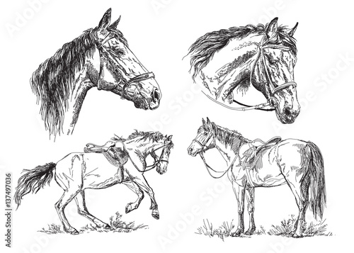 Set of vector hand drawing horses in black and white