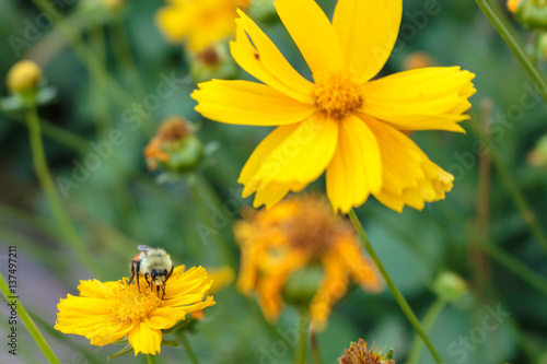A bee getting nectar with its proboscis
