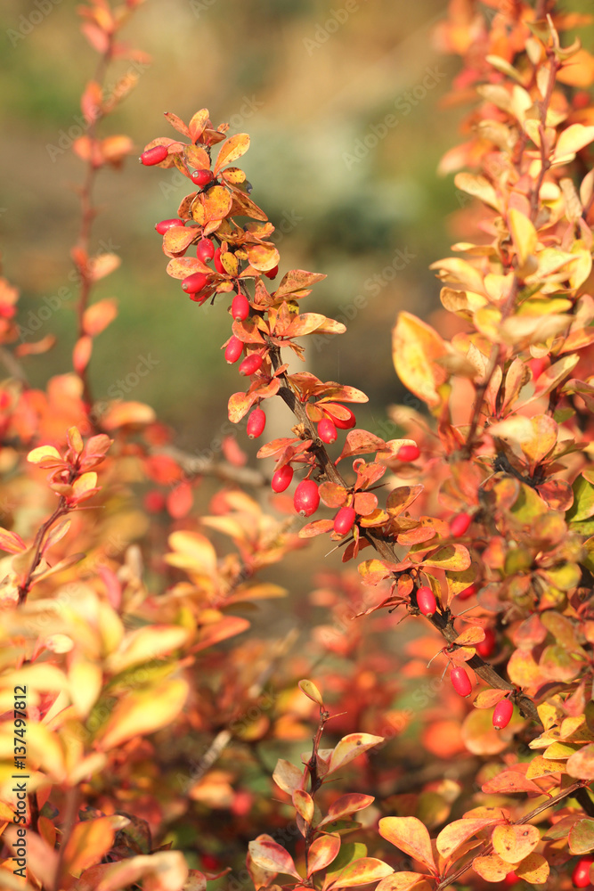 Barberry Branch. The Berries of Barberry. Barberry Branch. The Berries of Barberry.