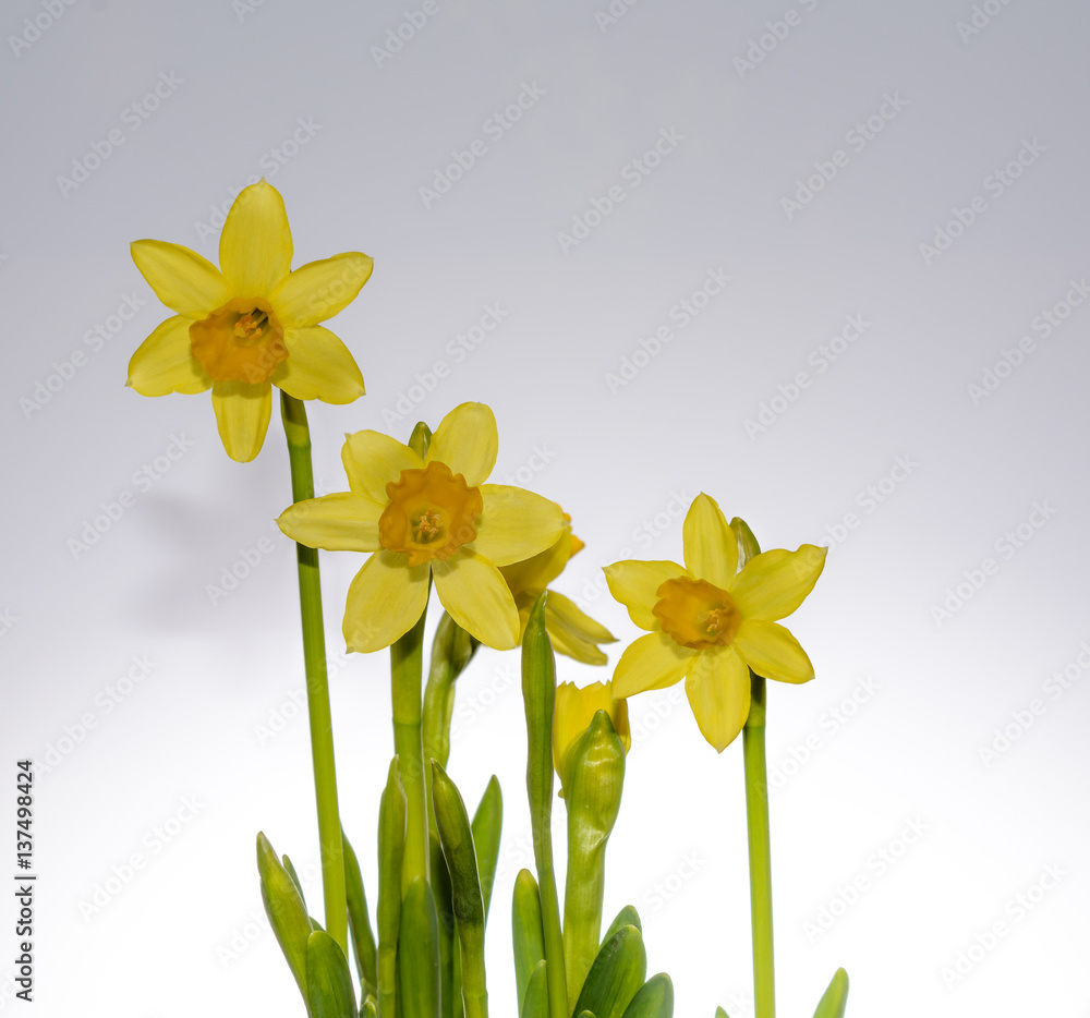 Ostern Blume - Narzisse auf weissem Hintergrund Ostern Blume - Narzisse auf weissem Hintergrund