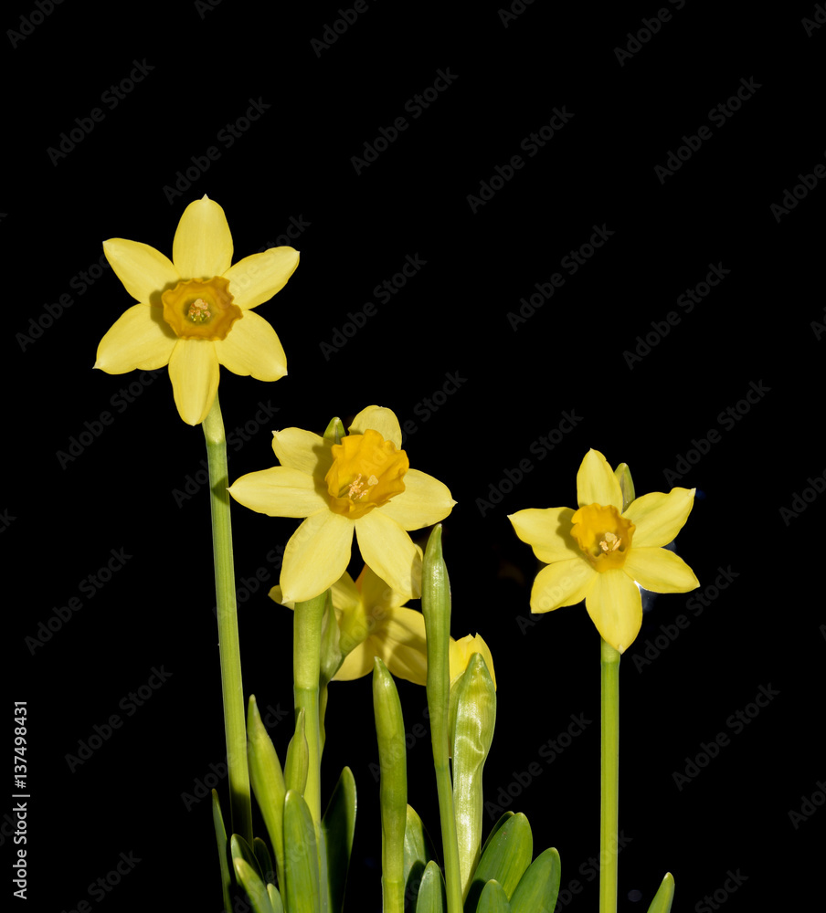 Ostern Blume - Narzisse auf schwarzem Hintergrund Ostern Blume - Narzisse auf schwarzem Hintergrund