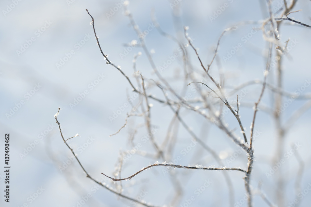 Grass covered with frost in the bitter cold. Grass covered with frost in the bitter cold.